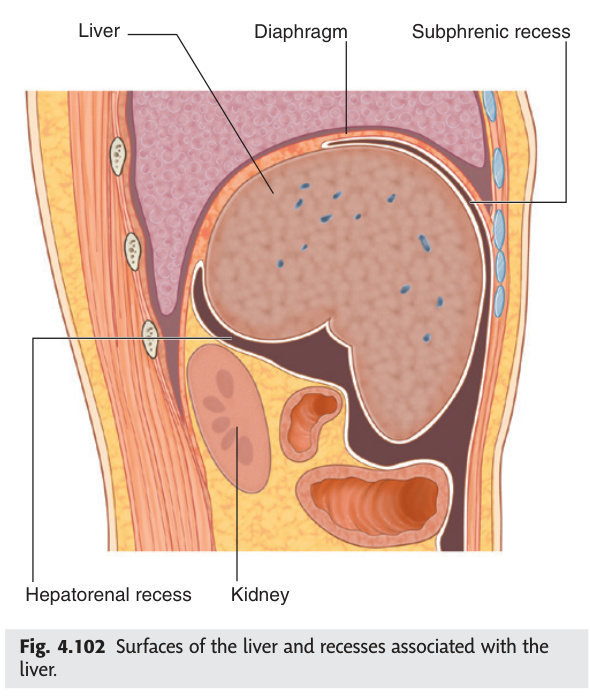 Surfaces of the liver