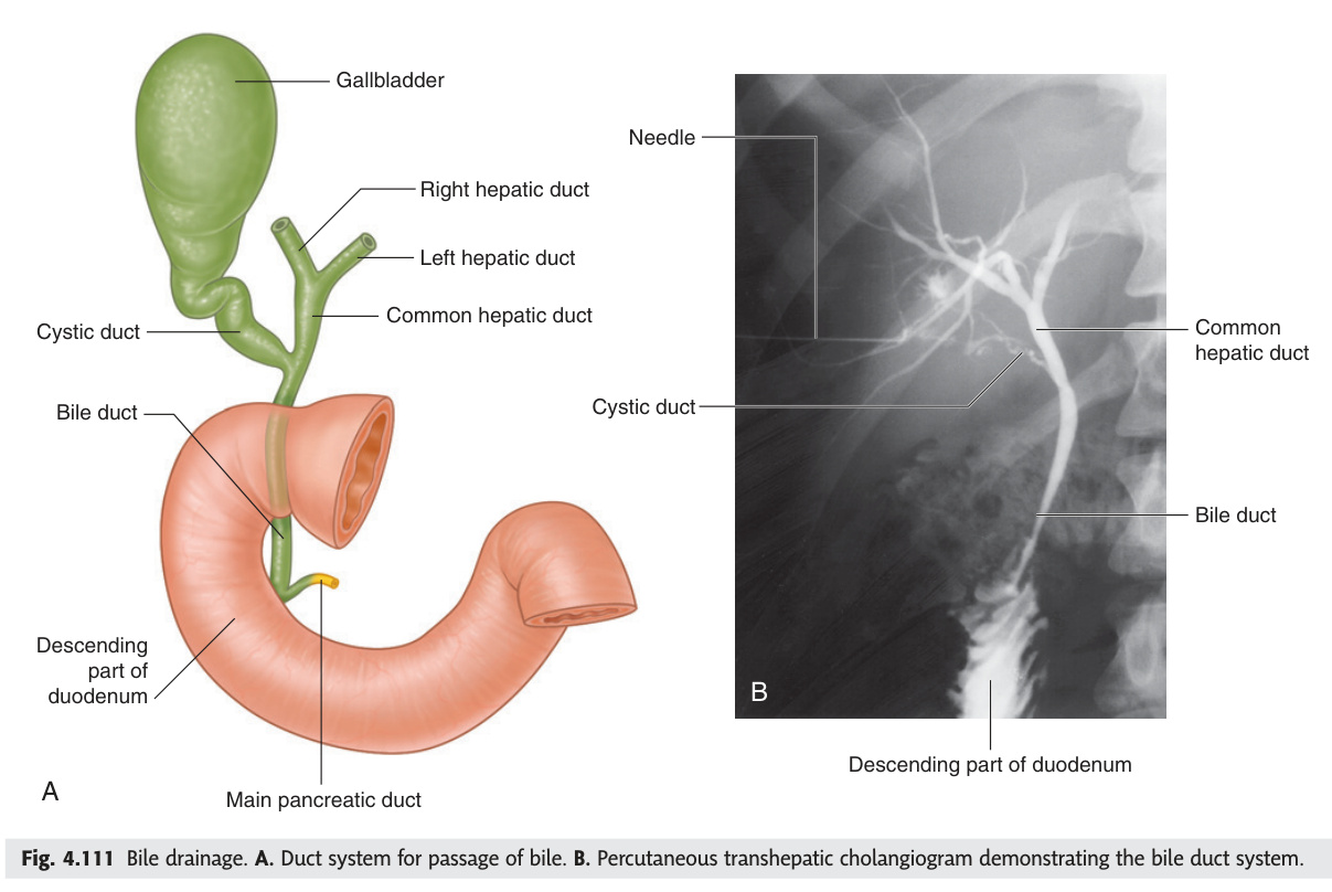Bile drainage duct system