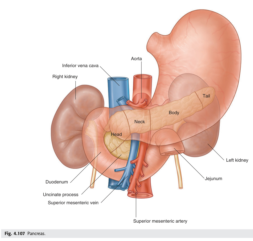 Pancreas