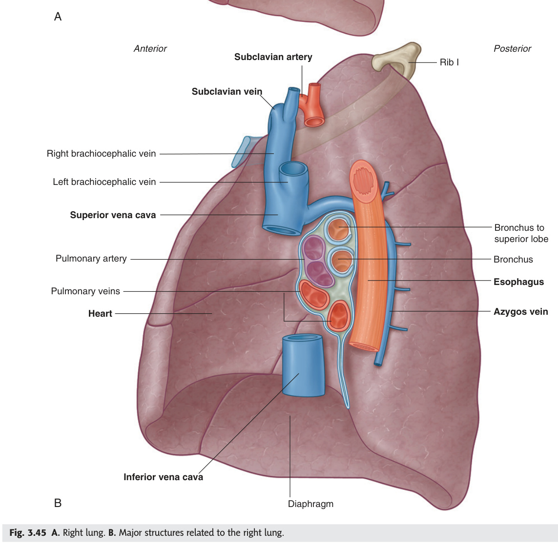 Right lung — mediastinal surface and relations
