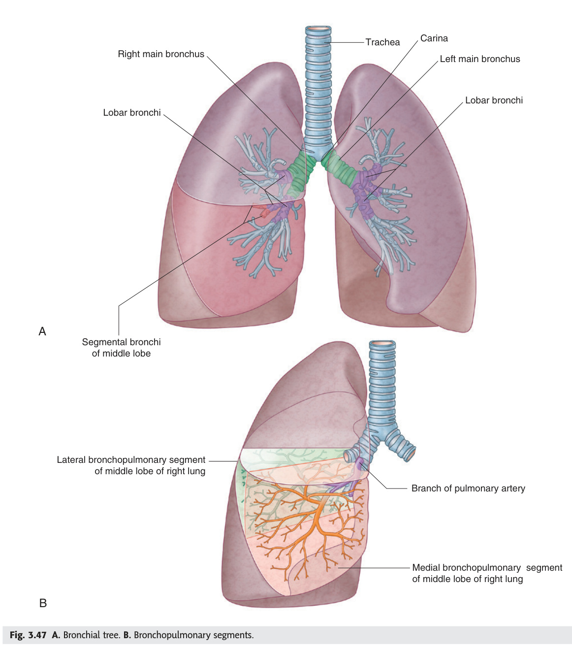 Bronchial tree and bronchopulmonary segments
