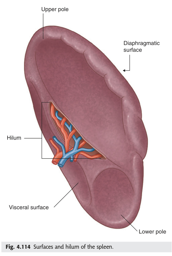 Surfaces and hilum of the spleen