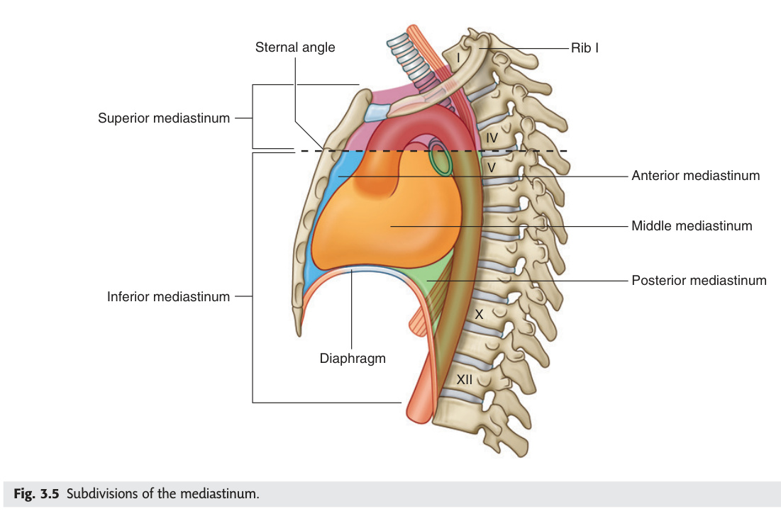 Subdivisions of the mediastinum
