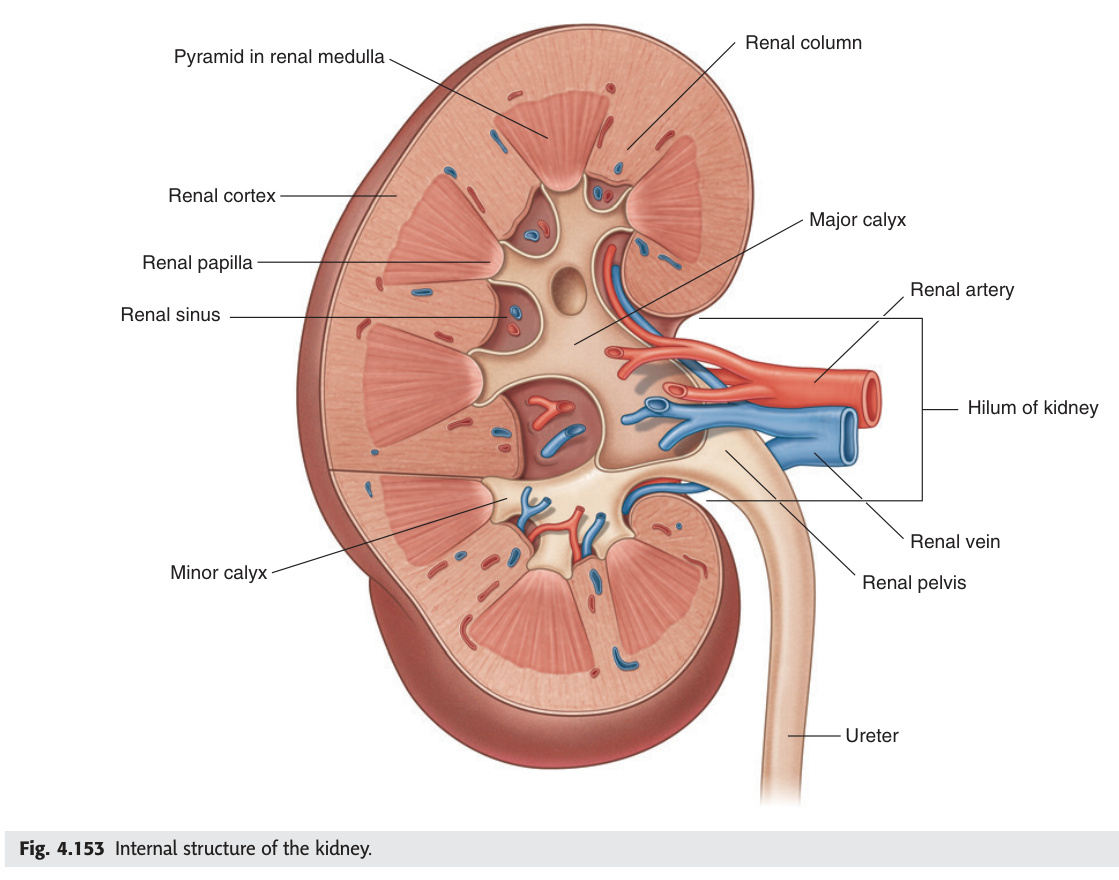 Internal structure of the kidney