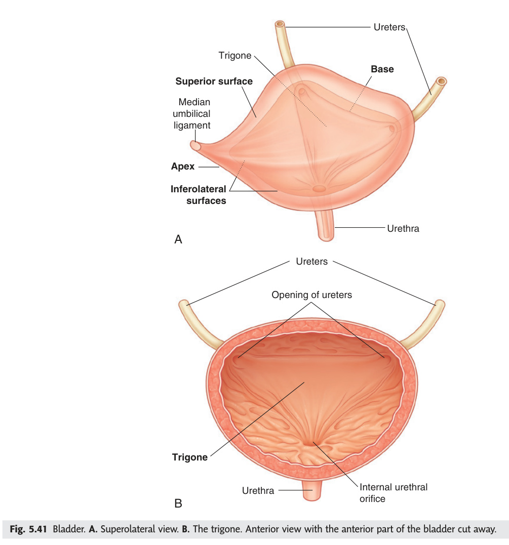 Urinary bladder and trigone