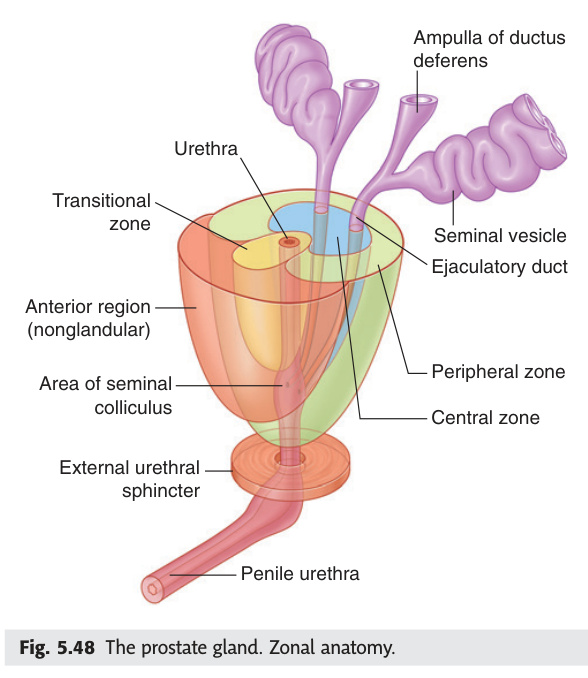 Prostate gland zonal anatomy