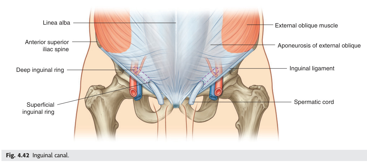 Inguinal canal