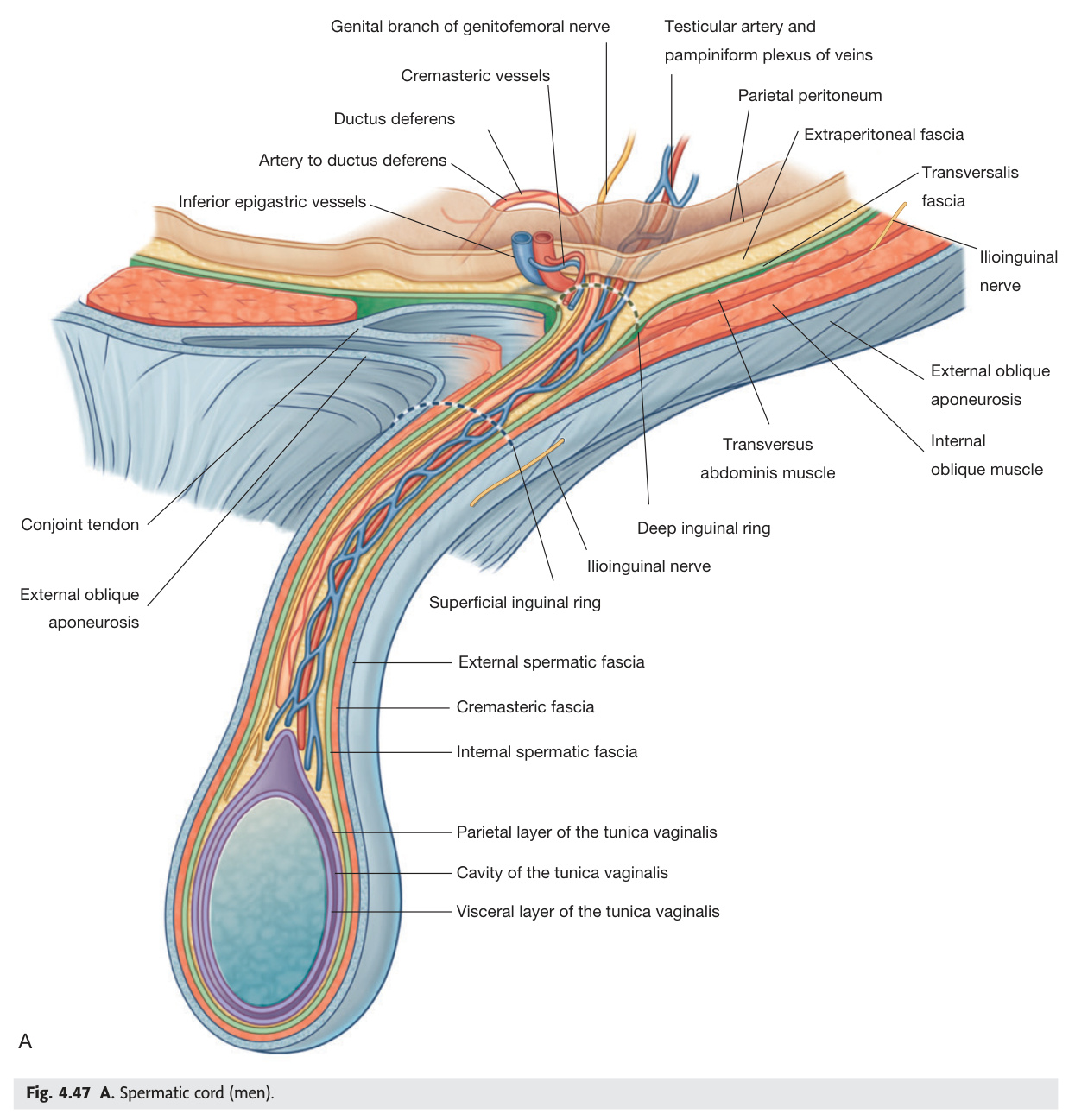 Spermatic cord contents