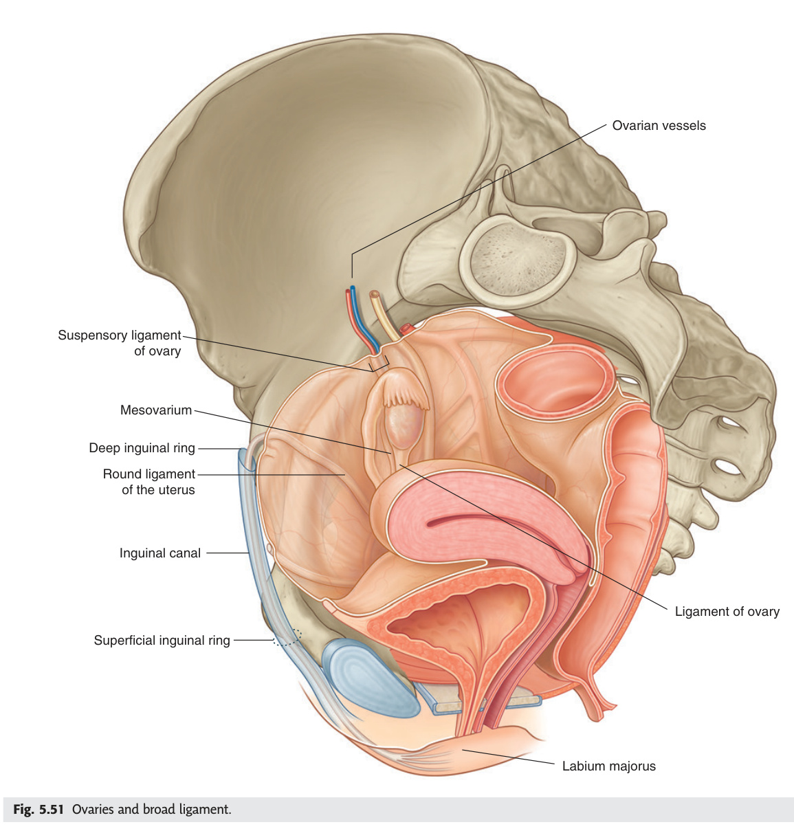 Ovaries and broad ligament
