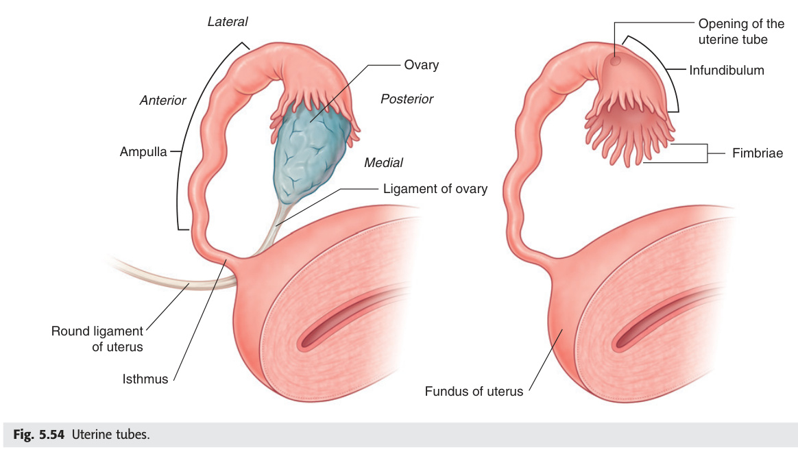 Uterine tubes