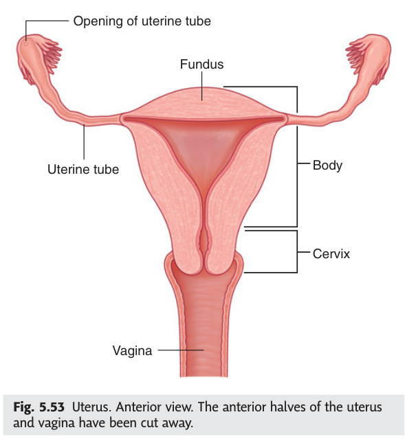 Uterus anterior view