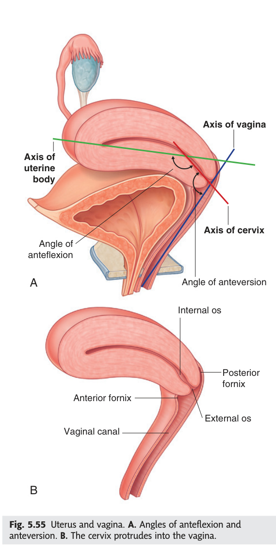 Uterus and vagina — anteflexion and anteversion