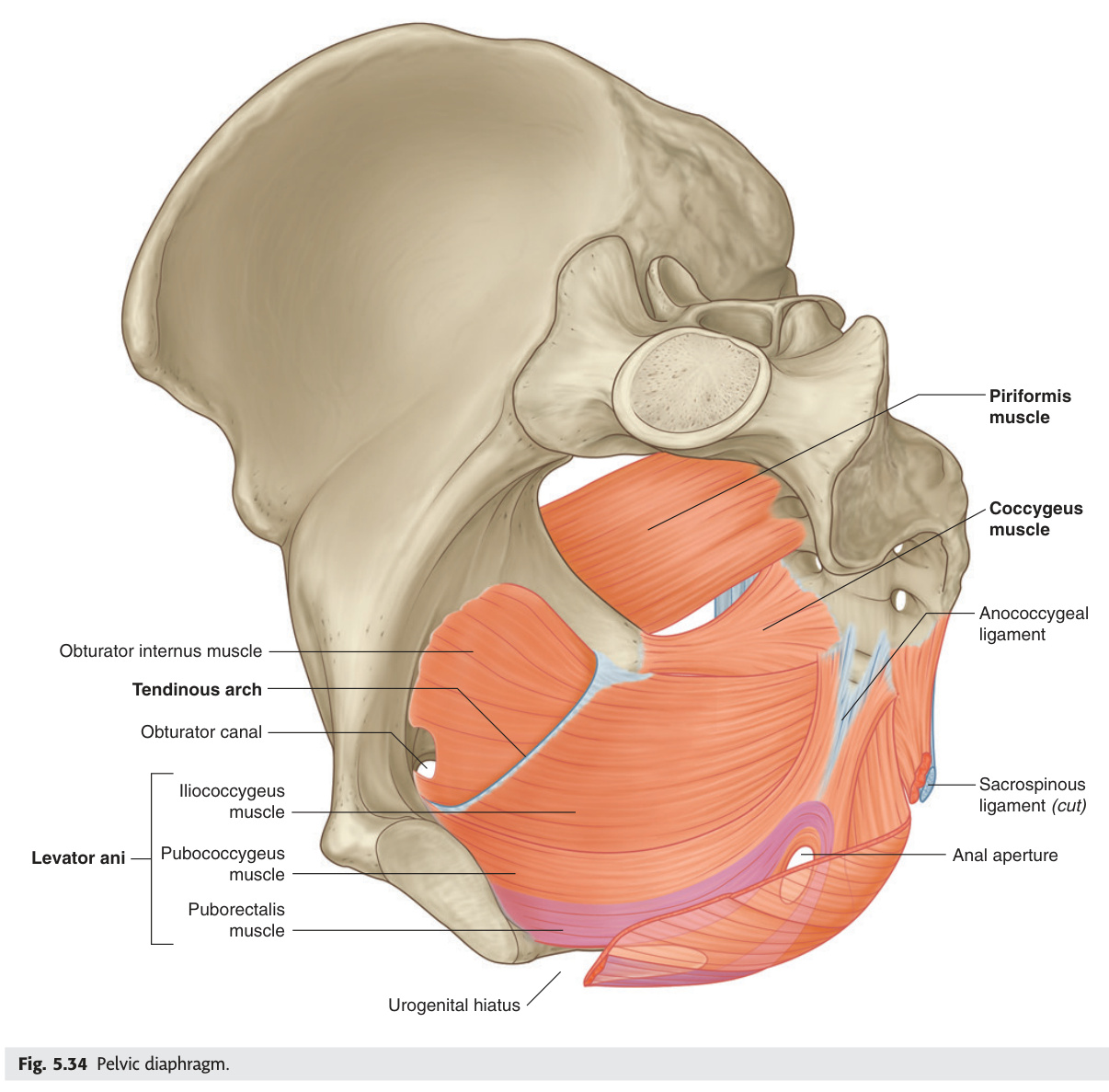 Pelvic diaphragm
