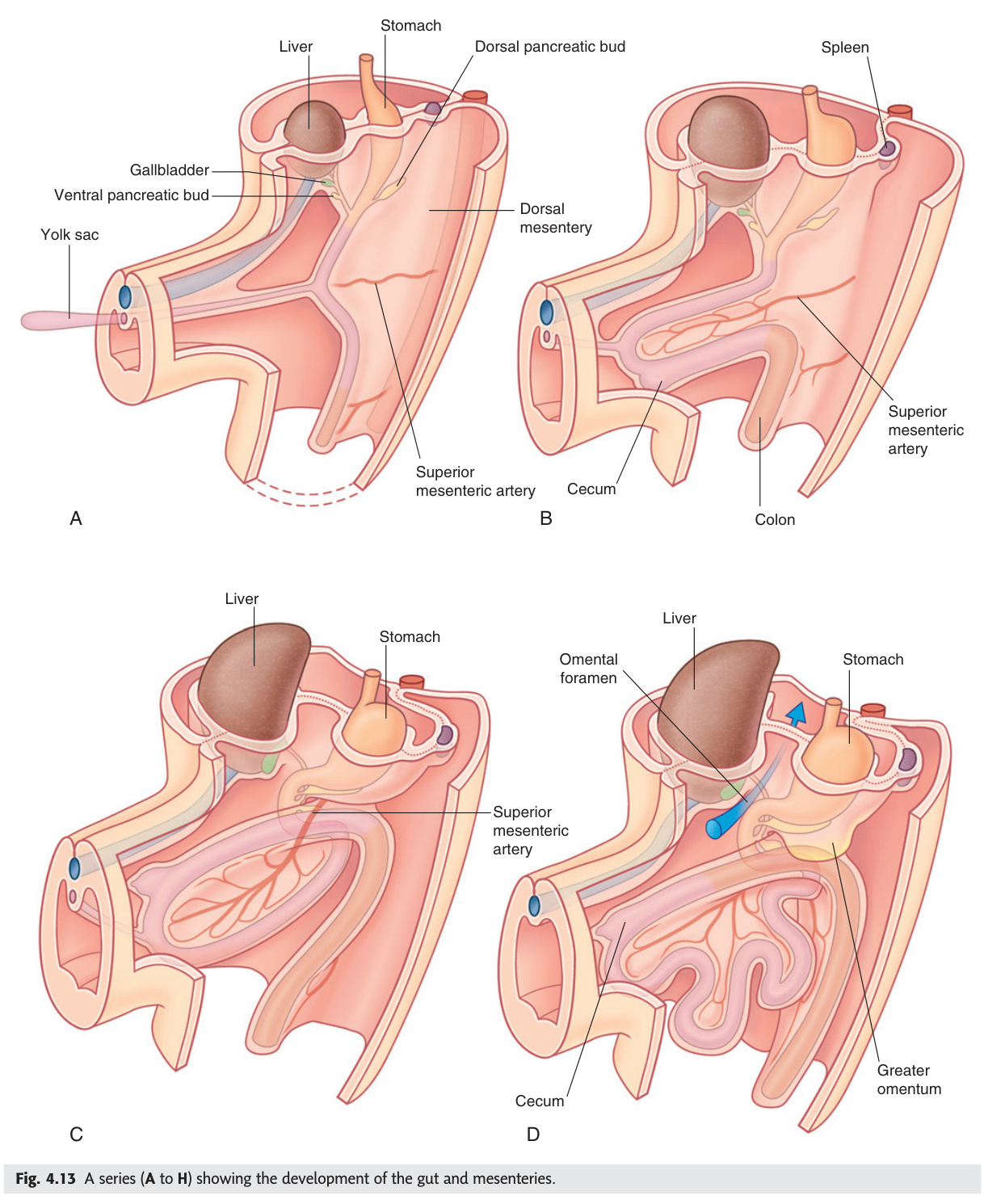 Development of the gut and mesenteries