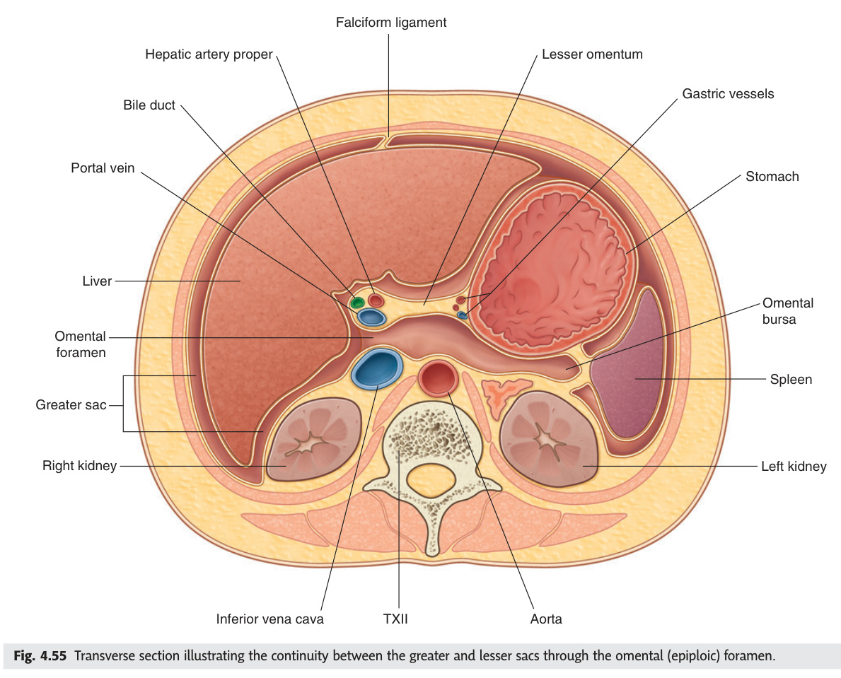 Greater and lesser sacs through the omental foramen