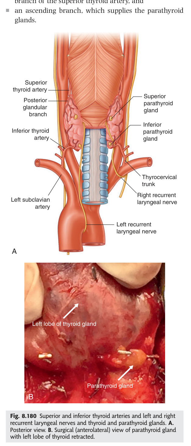 Thyroid arteries, recurrent laryngeal nerves and parathyroid glands