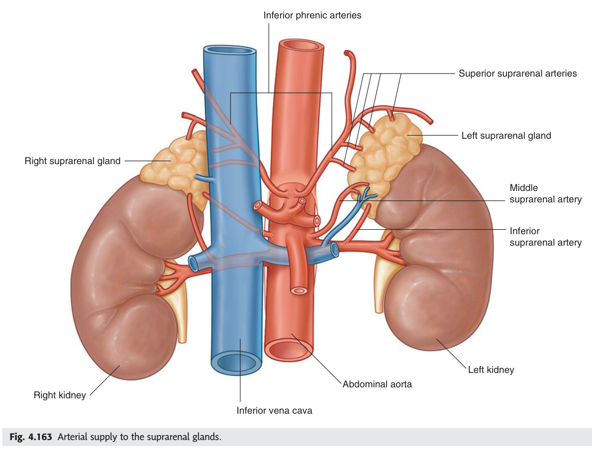 Suprarenal glands and arterial supply