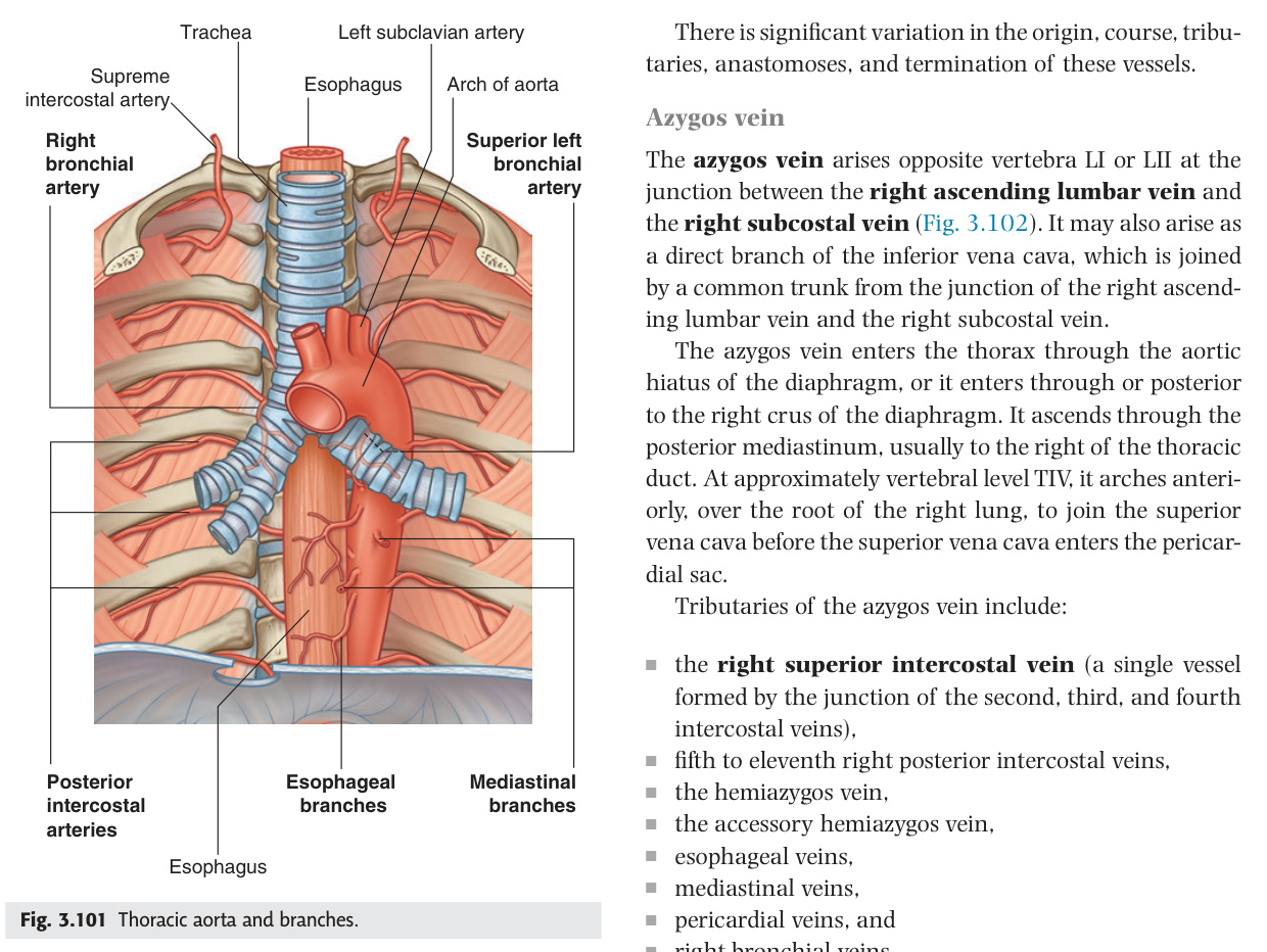 Thoracic aorta and its branches