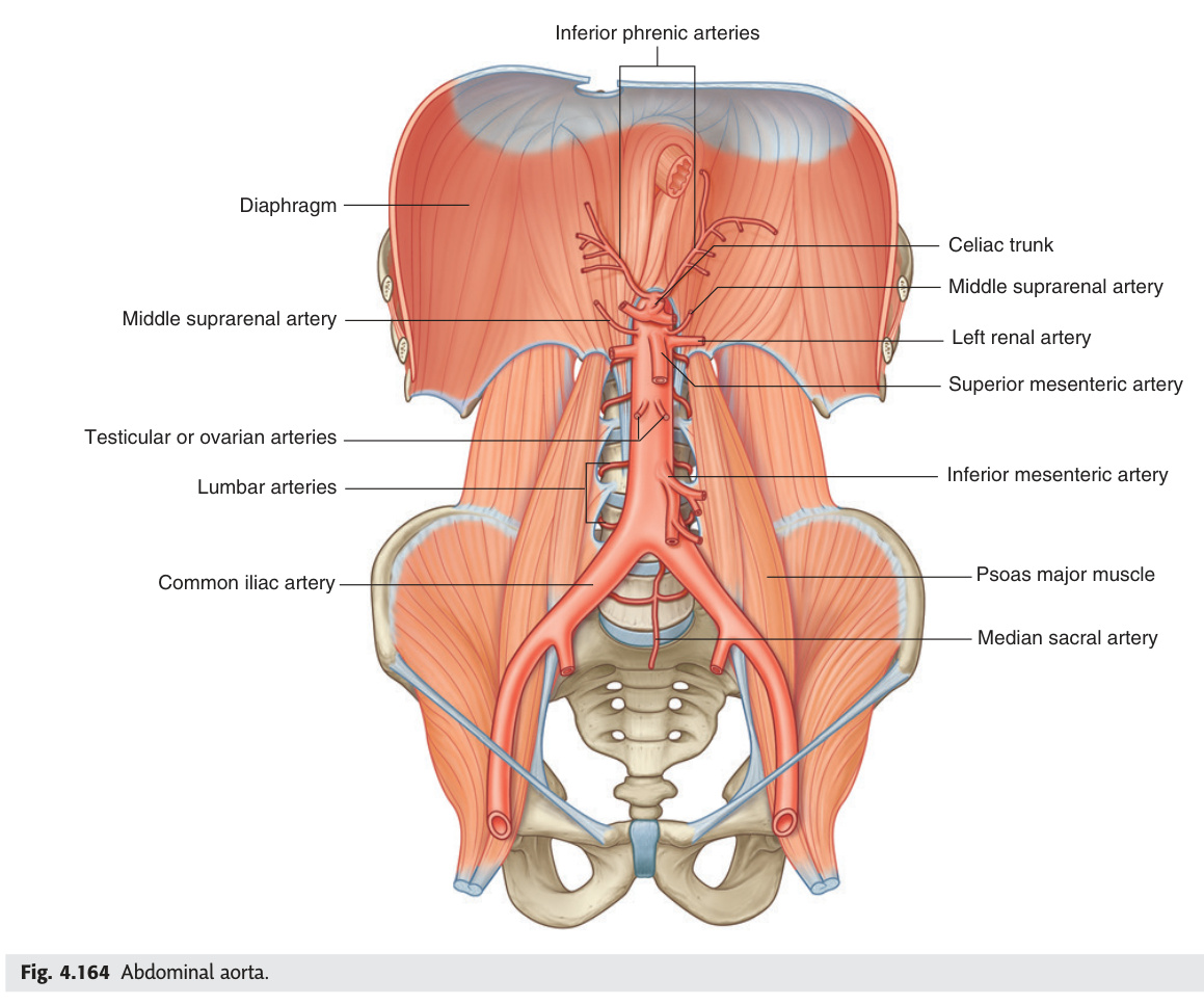 Abdominal aorta and its branches