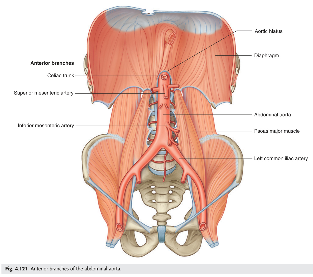 Anterior visceral branches of the abdominal aorta