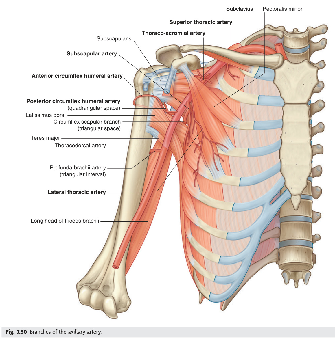 Branches of the axillary artery
