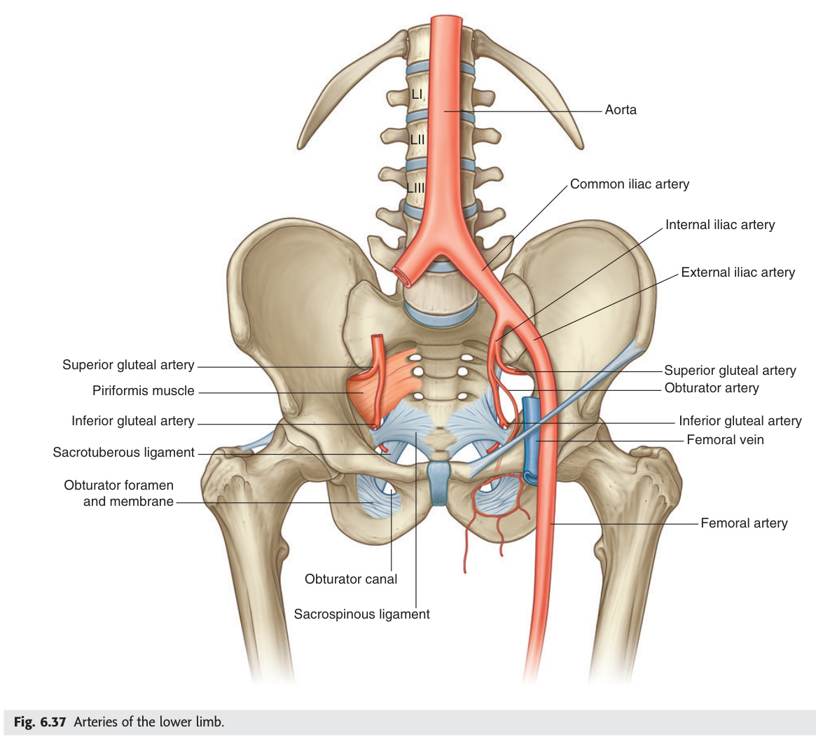 Arteries of the lower limb