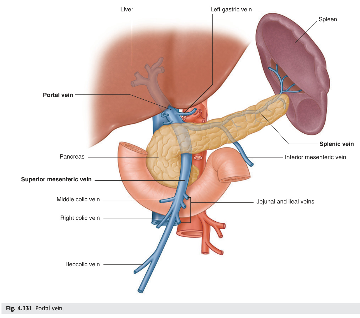 Portal vein and its tributaries