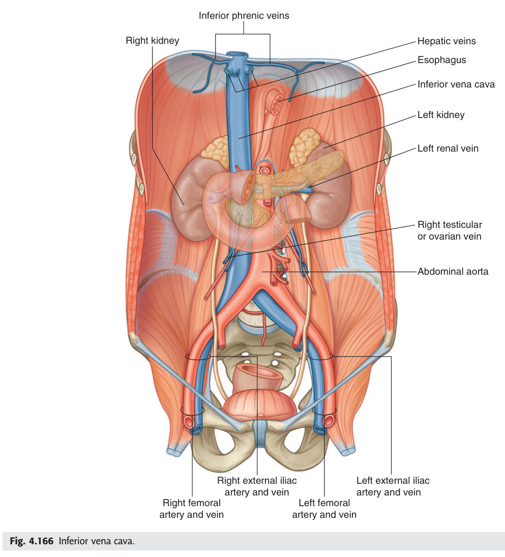 Inferior vena cava and tributaries