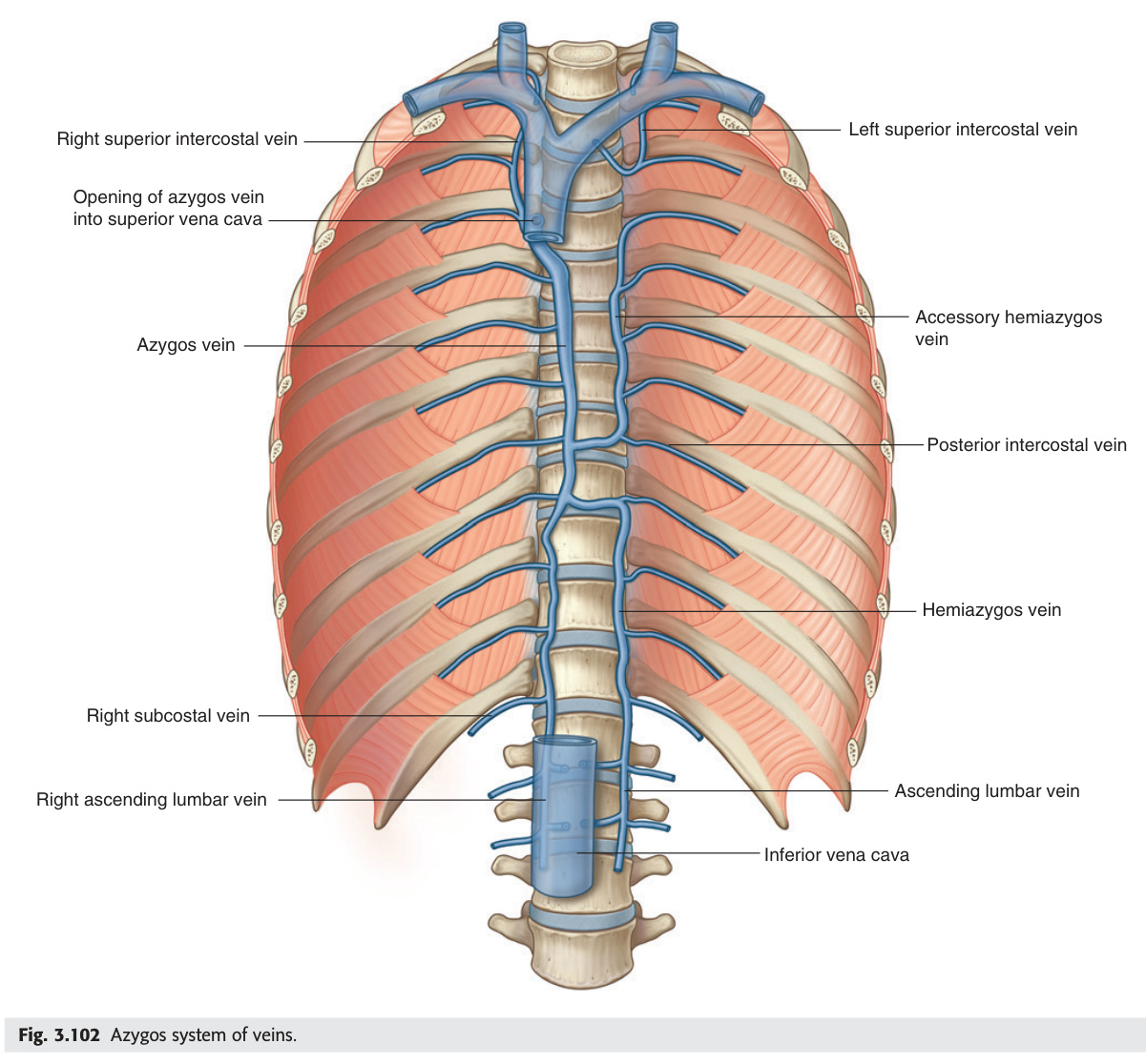 Azygos system of veins
