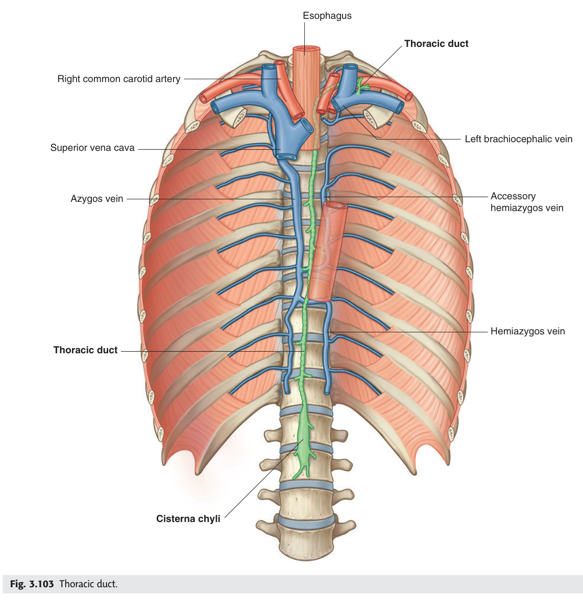 Thoracic duct