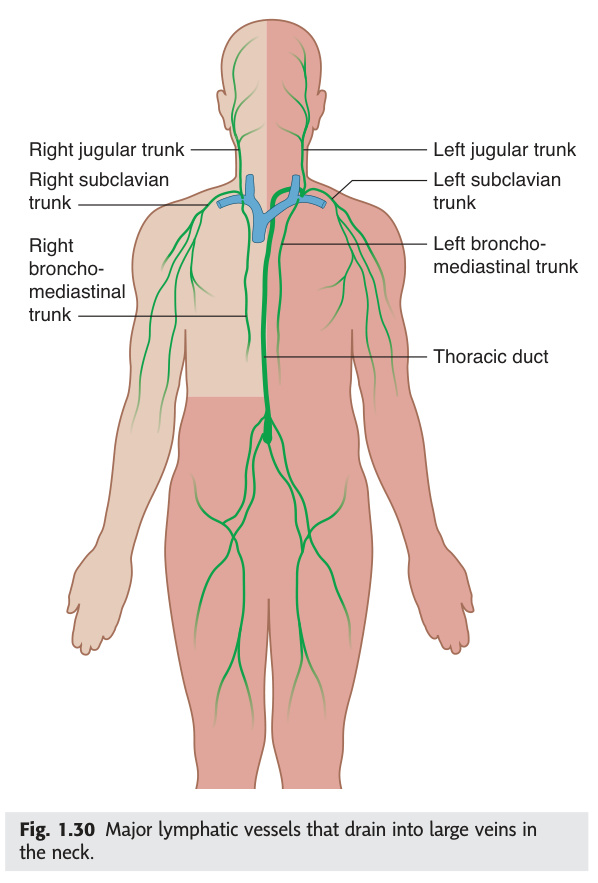 Major lymphatic vessels draining into neck veins