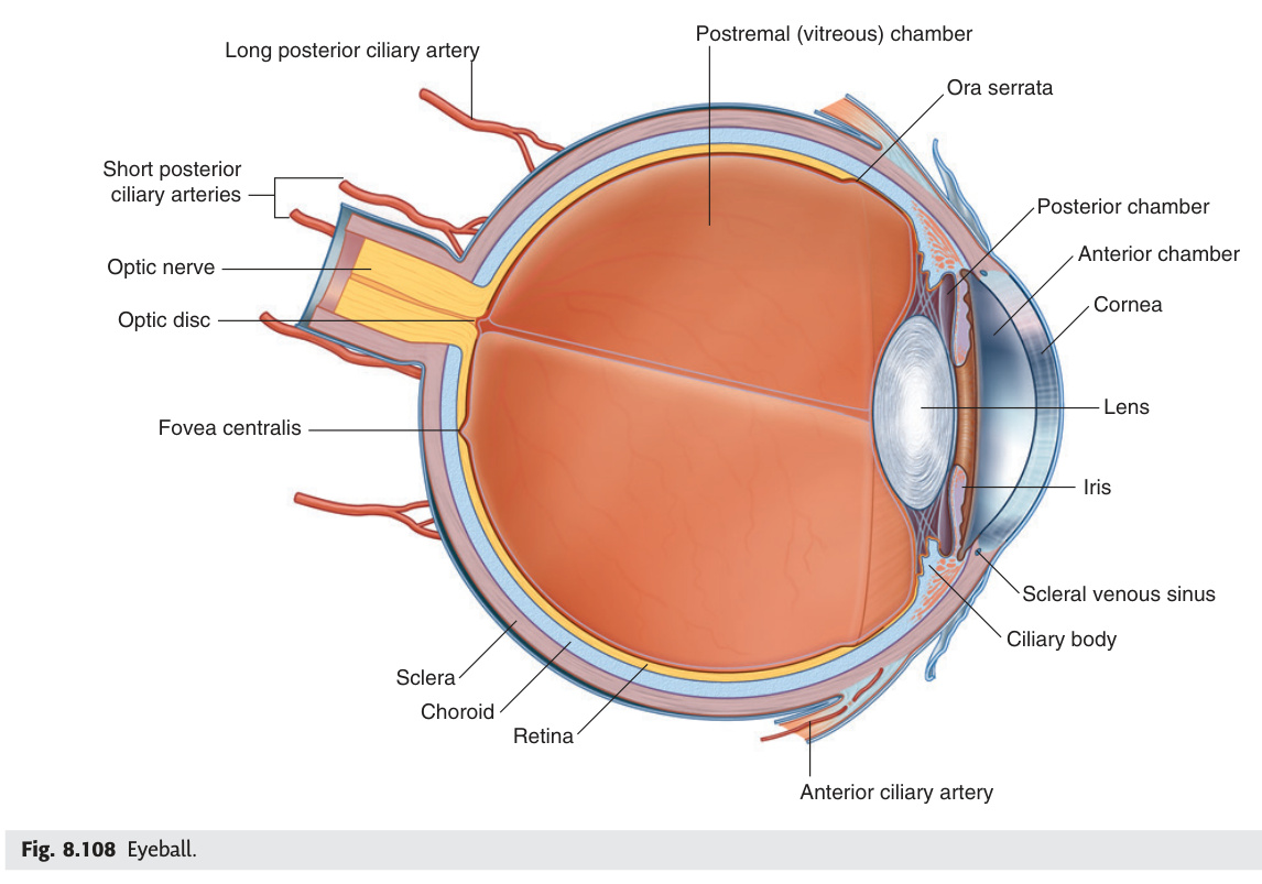 Eyeball horizontal section