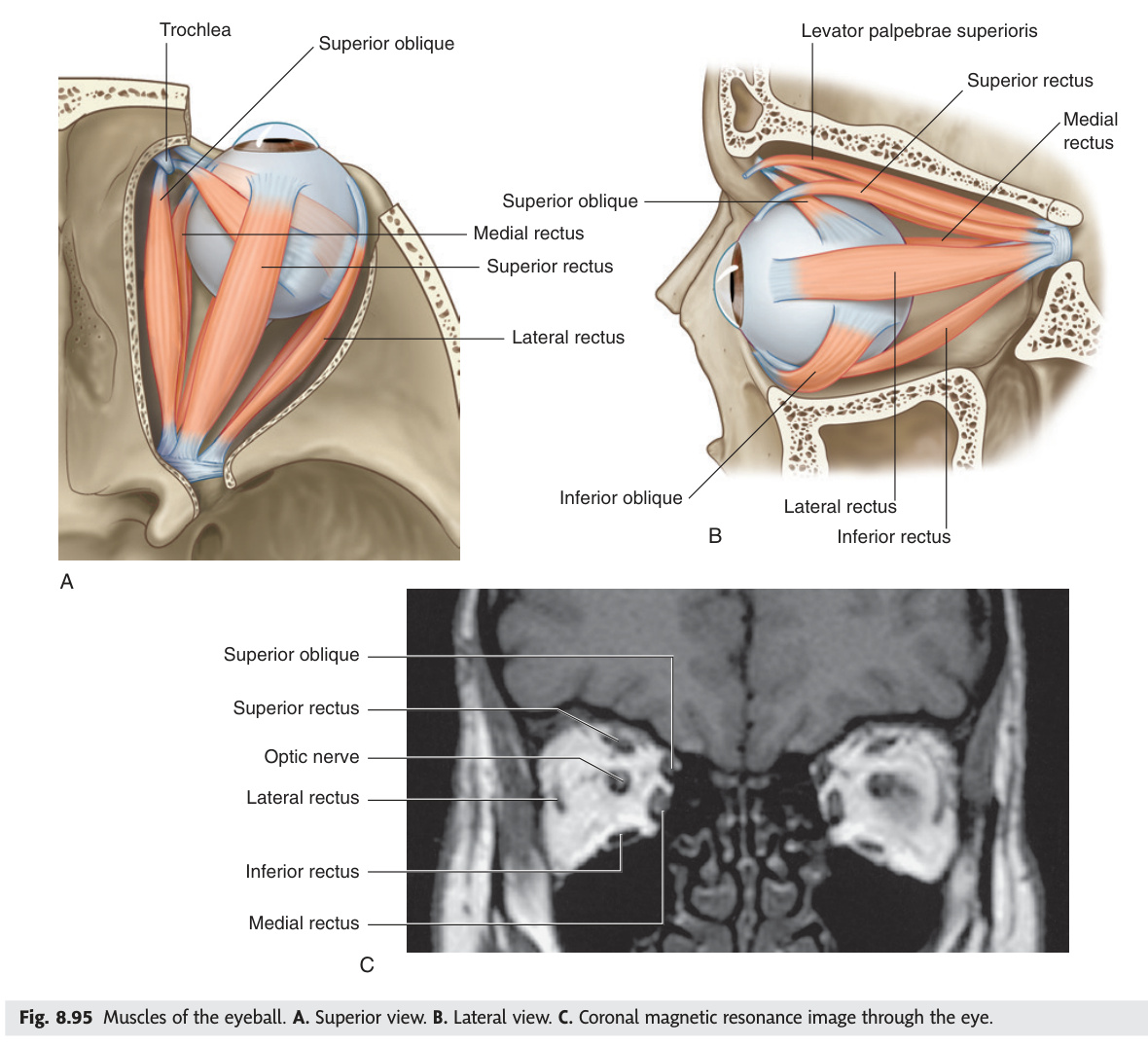 Muscles of the eyeball