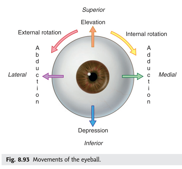 Movements of the eyeball