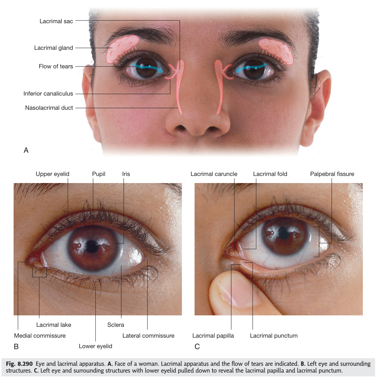 Eye and lacrimal apparatus