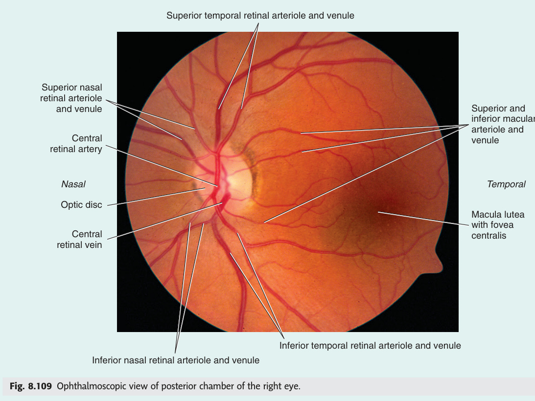 Ophthalmoscopic view of the retina