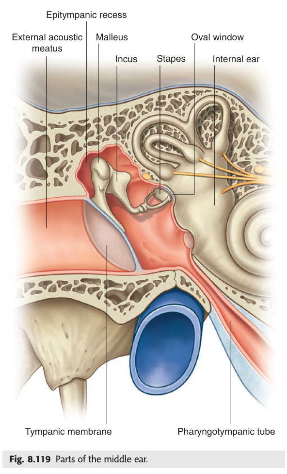 Parts of the middle ear