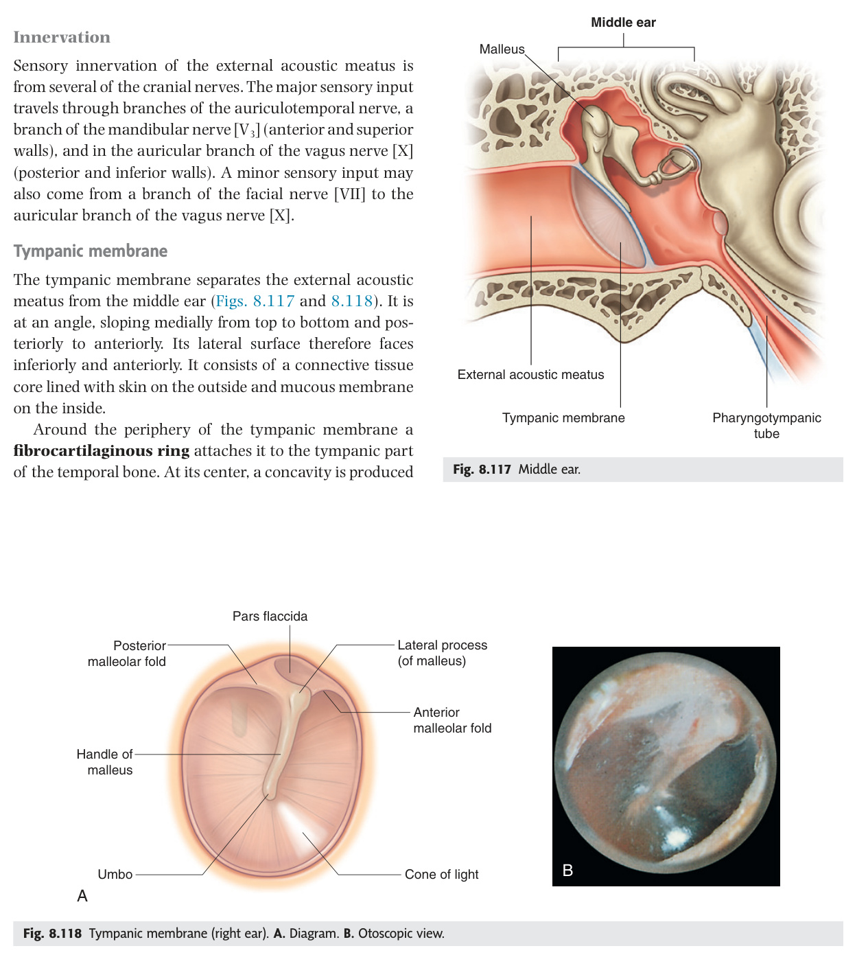 Tympanic membrane — diagram and otoscopic view