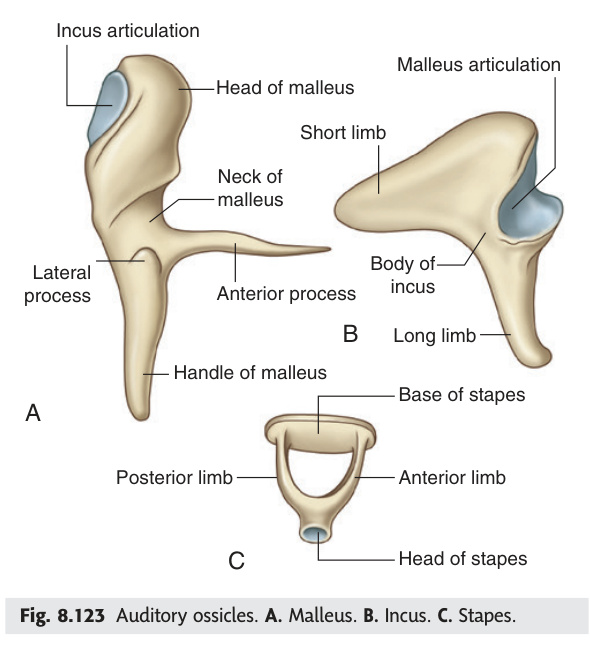 Auditory ossicles