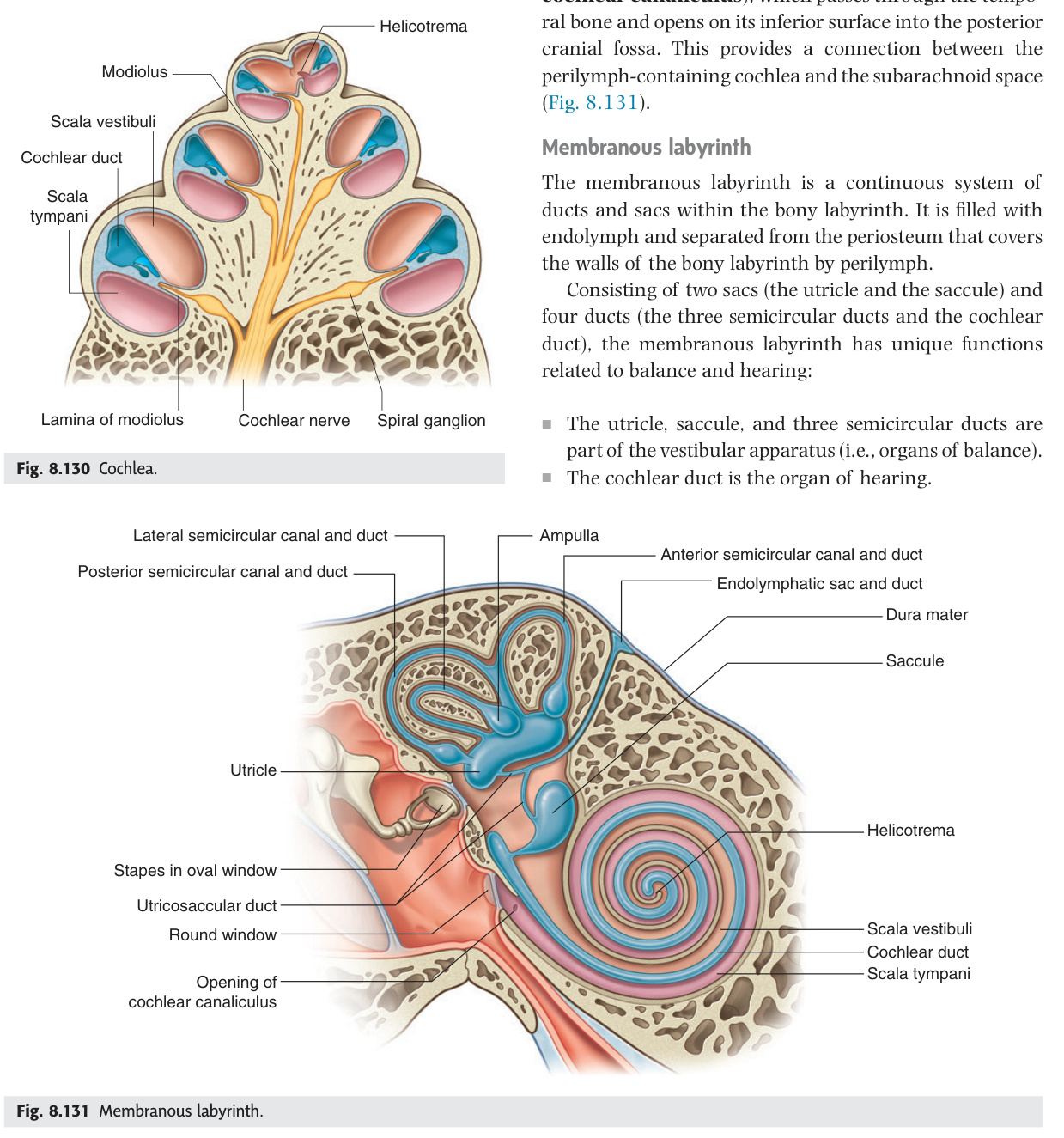 Membranous labyrinth