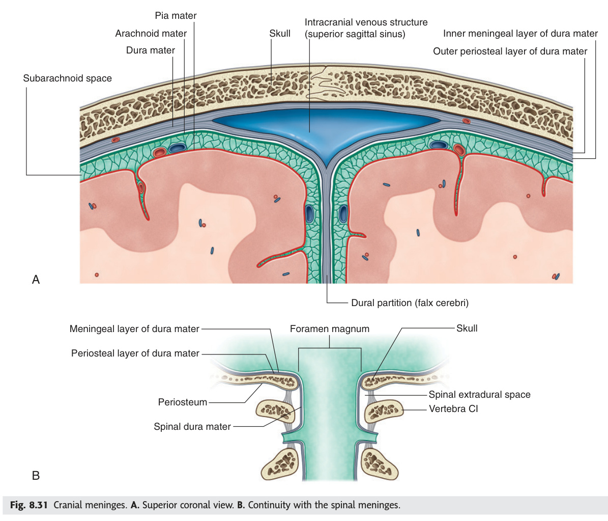 Cranial meninges and subarachnoid space