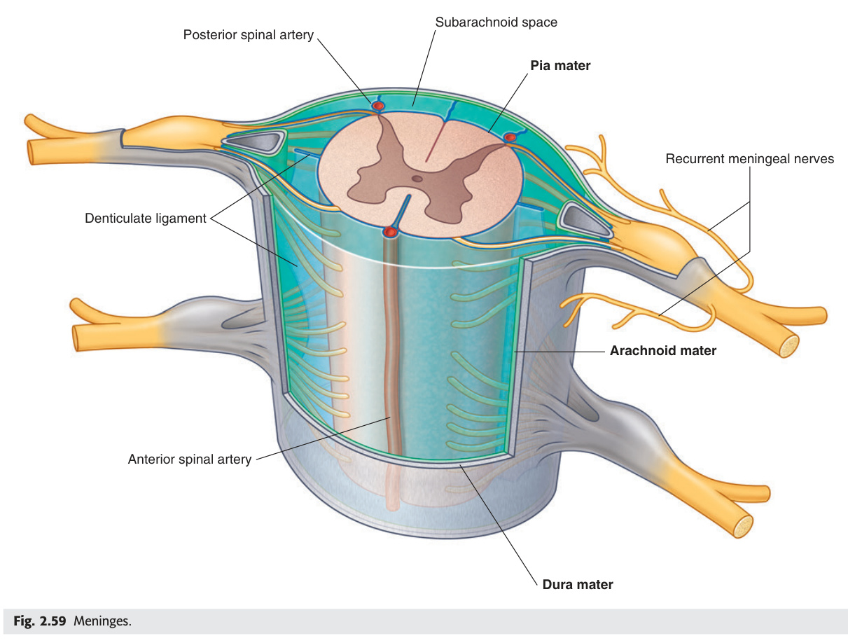 Meninges