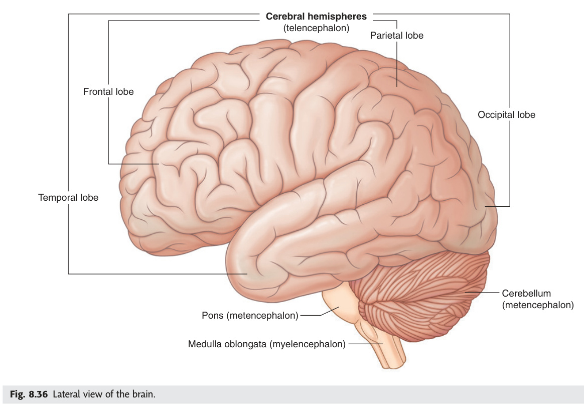 Lateral view of the brain