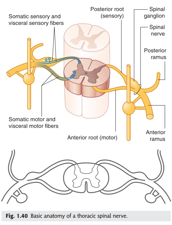 Transverse section of spinal cord and spinal nerve