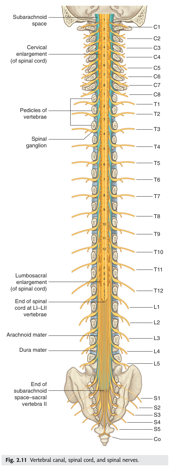 Vertebral canal, spinal cord and spinal nerves