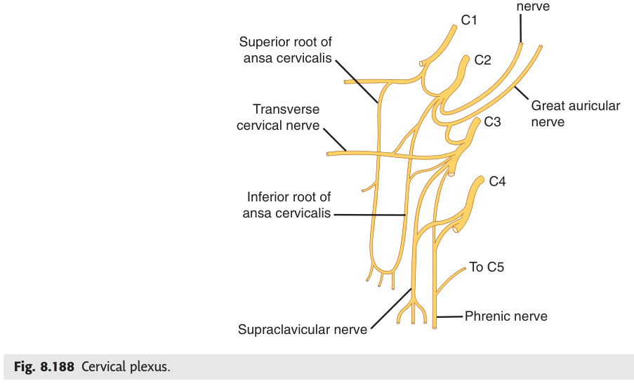 Cervical plexus