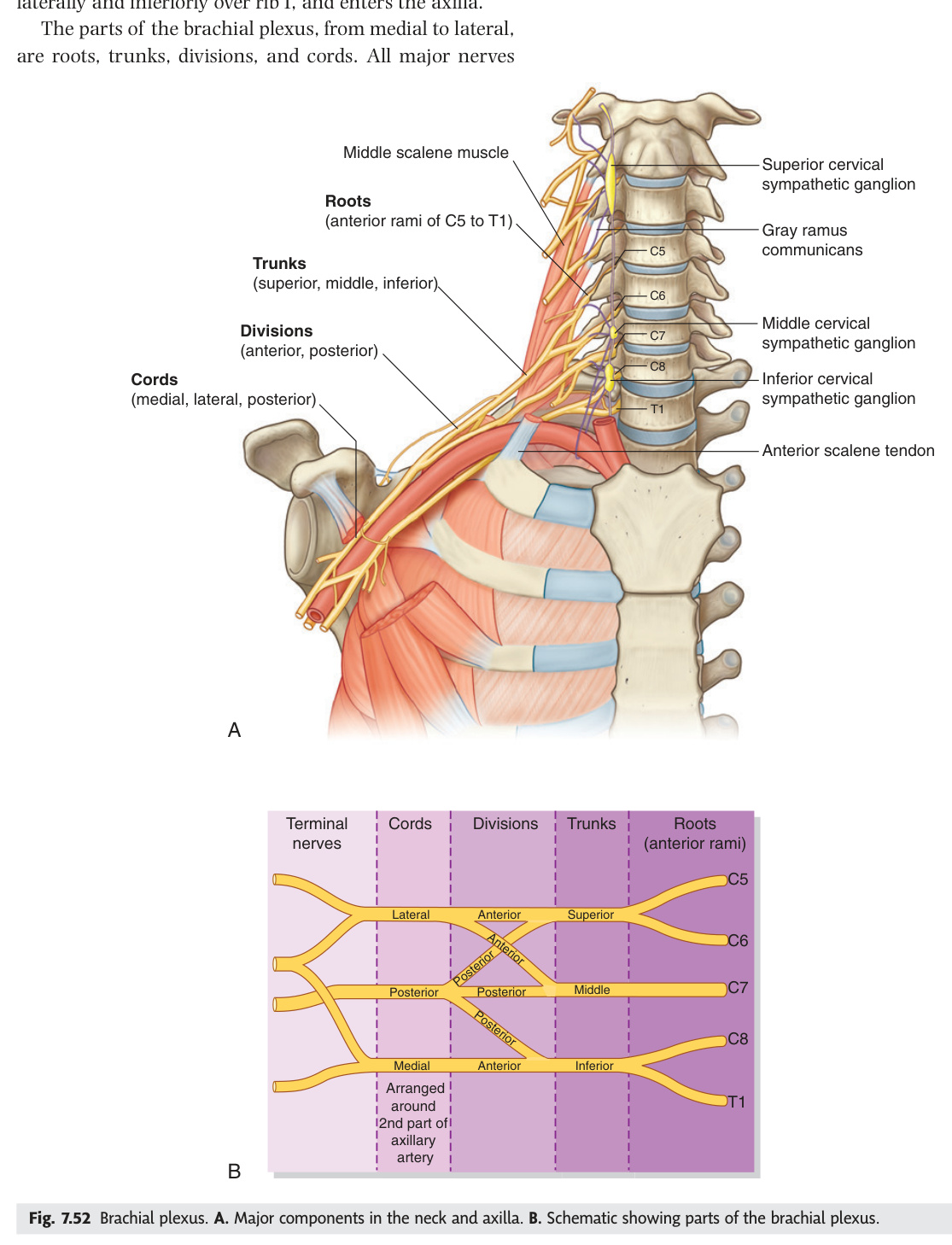 Brachial plexus