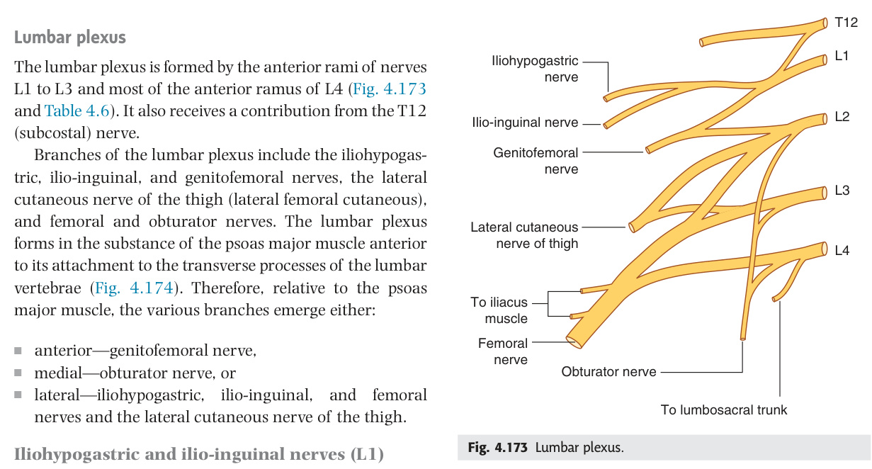 Lumbar plexus