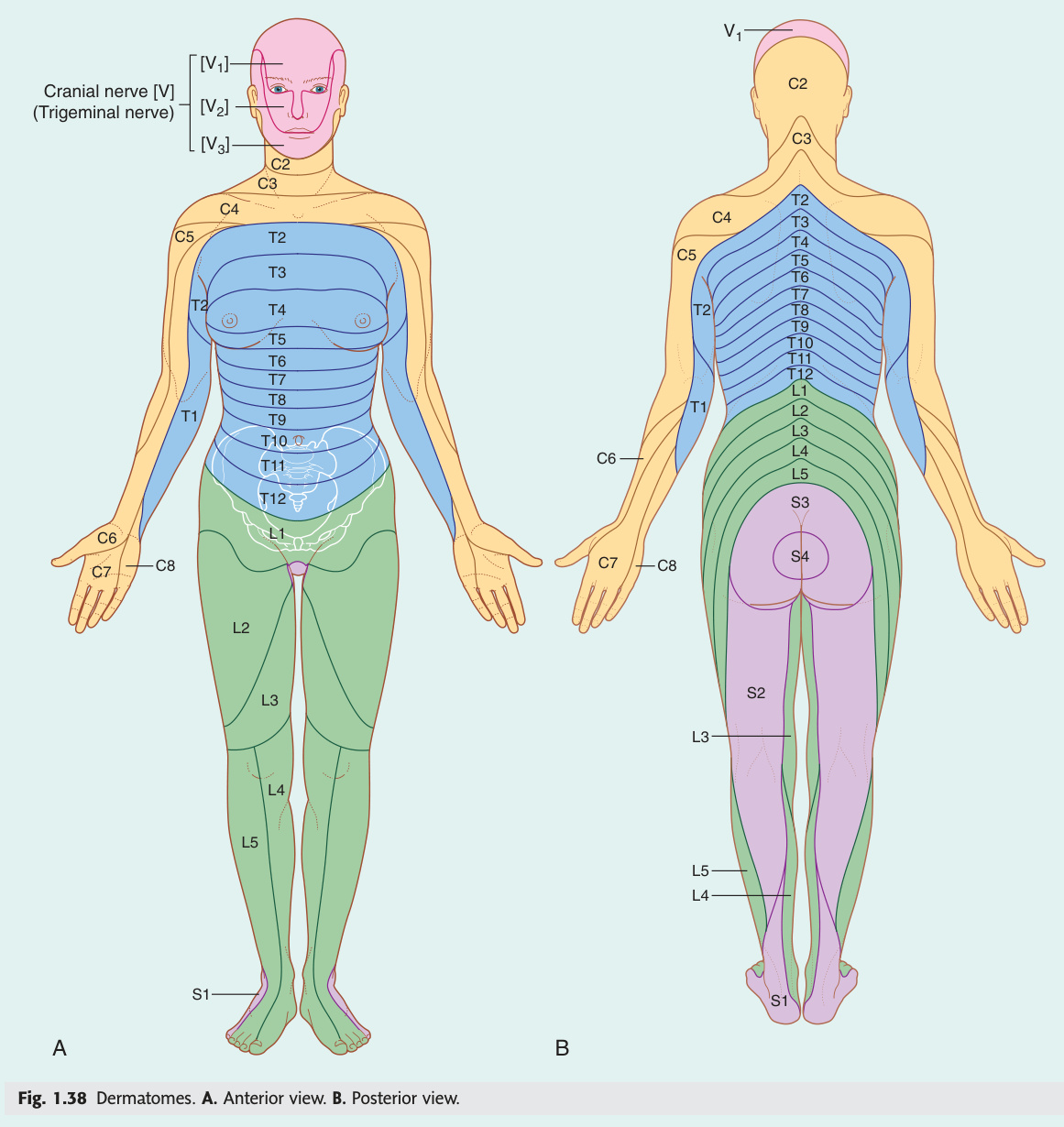 Dermatomes — anterior and posterior