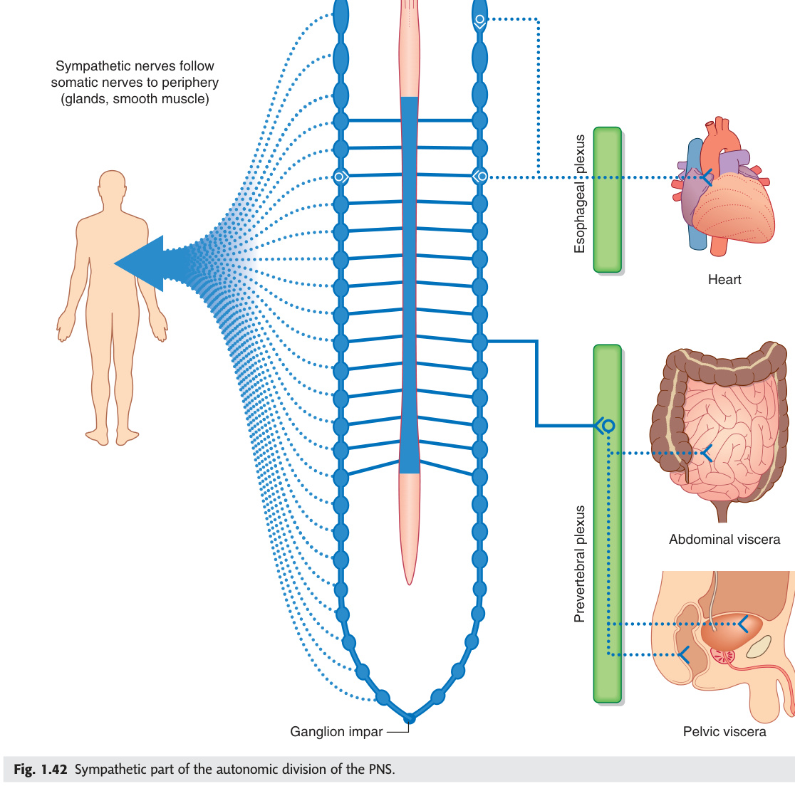 Sympathetic division of the autonomic nervous system